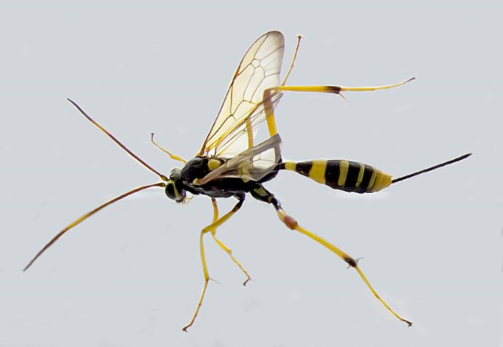Political subversion of science – the way of the ichneumon wasp